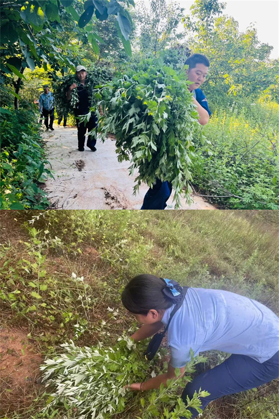 端午送“艾” 绿都物业人登山采艾叶