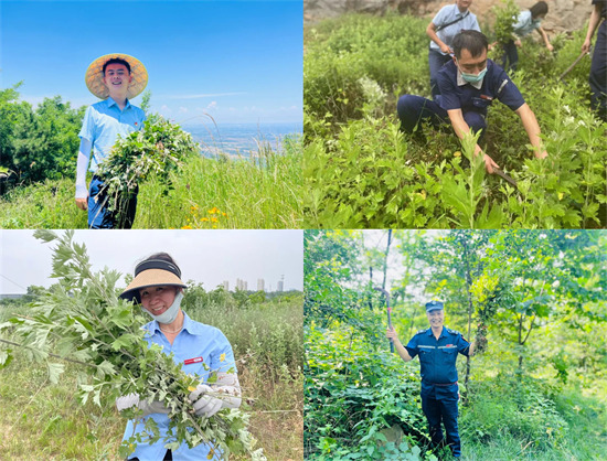 端午送“艾” 綠都物業(yè)人登山采艾葉